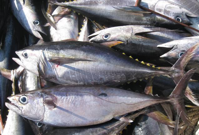 金槍魚.jpg 金槍魚.jpg
