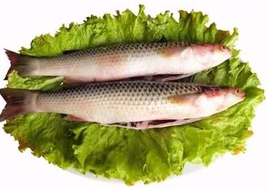 梭魚.jpg 梭魚.jpg